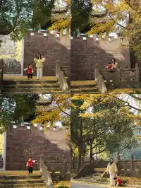 溫江藏著一個「紫禁城」，和銀杏同框太美啦