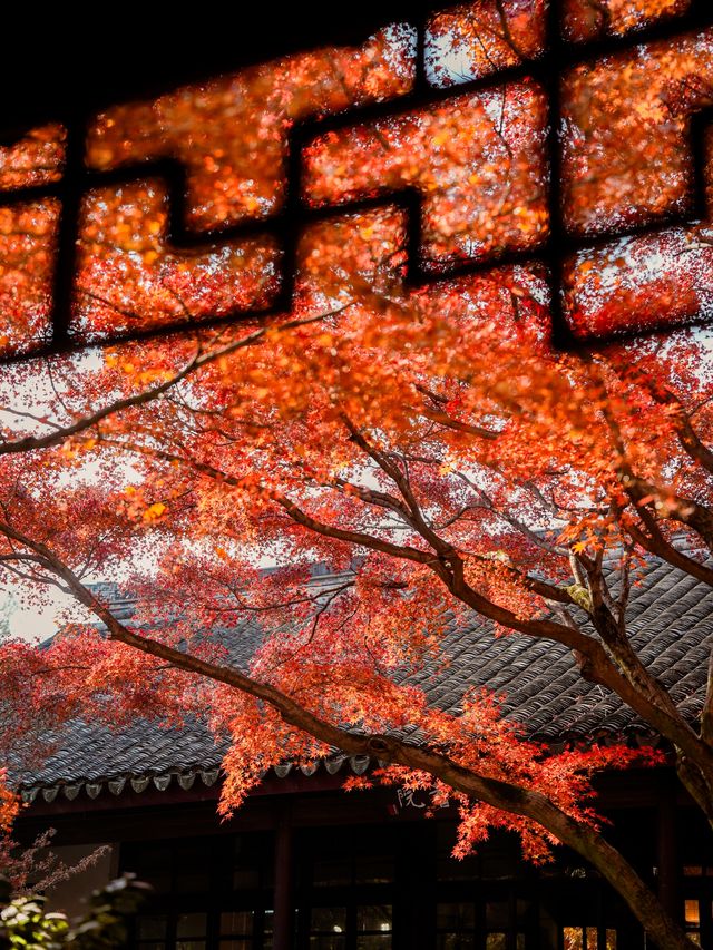 虞山秋日限定常熟紅葉美翻了丨附機位