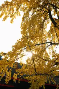 成都|千年古寺裡,藏著一場最禪意的秋色