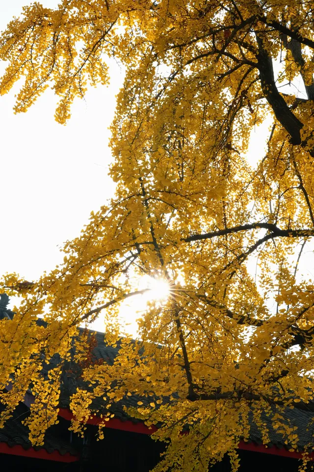 成都|千年古寺裡,藏著一場最禪意的秋色 成都|千年古寺裡,藏著一場最禪意的秋色