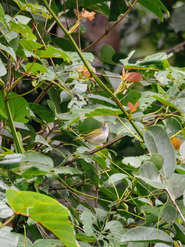 雲南觀鳥⑩｜野象谷沒有野象 但有蜂猴