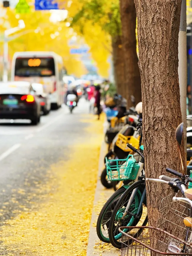 報！！銀杏濃度已達100%局門路（手機攝影）