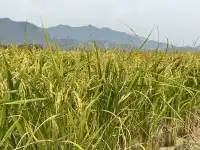 2025深圳大鵬菊花展