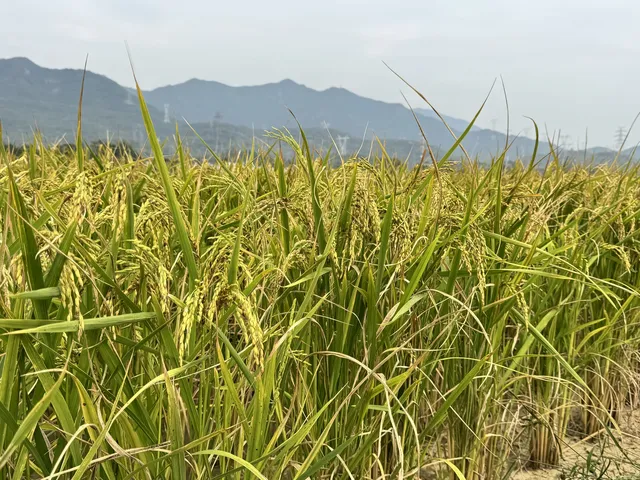 2025深圳大鵬菊花展 2025深圳大鵬菊花展