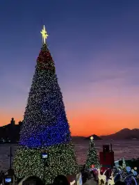 香港8小時拍完漂亮聖誕樹(挑戰成功版!)