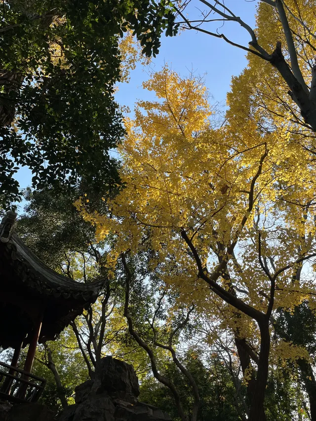 12月3日實況無濾鏡,秋意濃時楓葉紅 12月3日實況無濾鏡,秋意濃時楓葉紅