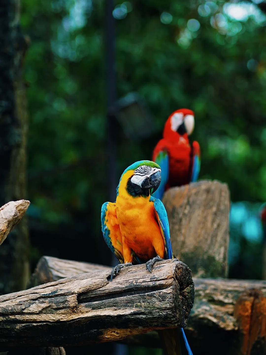 Hướng dẫn tham quan Bangkok Safari World: Công viên động vật hoang dã lớn nhất châu Á