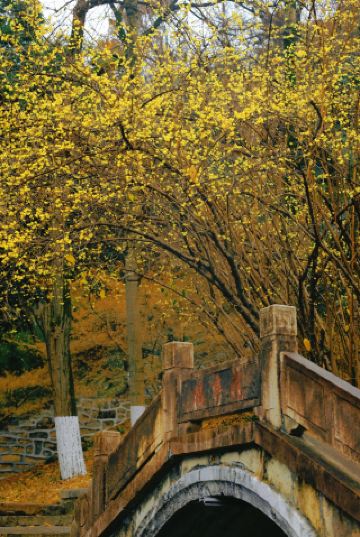 신비로운 녹색 터널 끝에 빛이 있어요