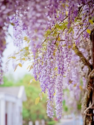 呉江の藤の花が満開、美しい花海のフォトスポット