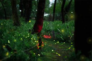 東峰村ホタル祭り：夏の夜の魔法が帰ってくる