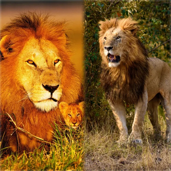 Awesome Ways to Enjoy Kenya – Don’t Miss Out!