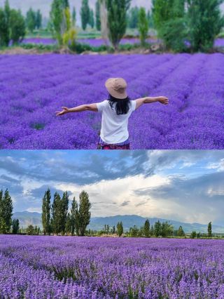 新疆北疆自由自在チャーター旅行（日単位・月単位どちらも可）