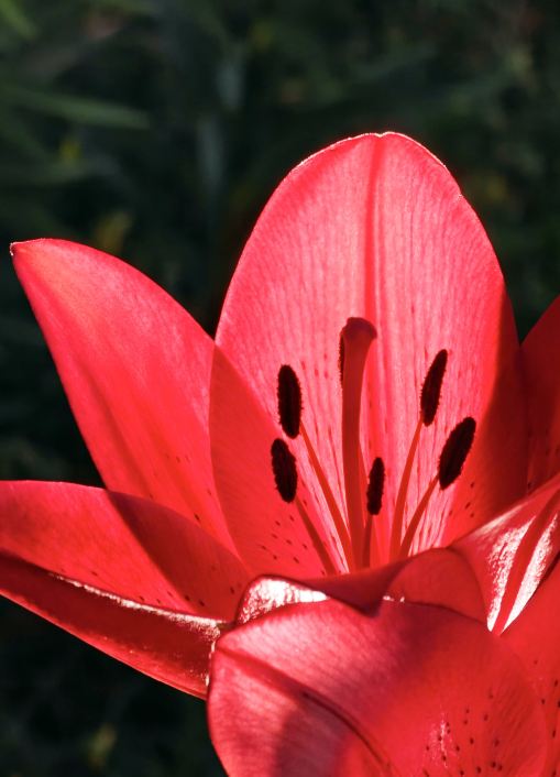最も美しい赤い花がここに咲く、余村の路傍の花々 | Trip.com 安吉