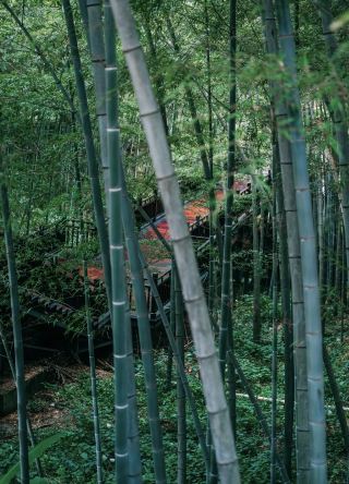 【漢服旅拍·國風少女】｜穿漢服闖入雲黃古寺，我成了畫中人  人物：我 + 攝影師閨蜜  穿搭：唐