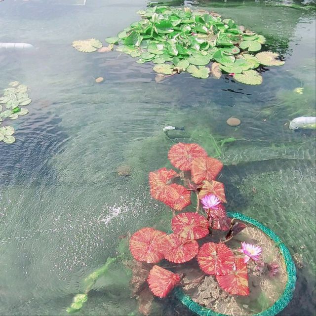 蓮園，請和你的伴侶逛一圈！祝福你們，感情似水伴蓮！