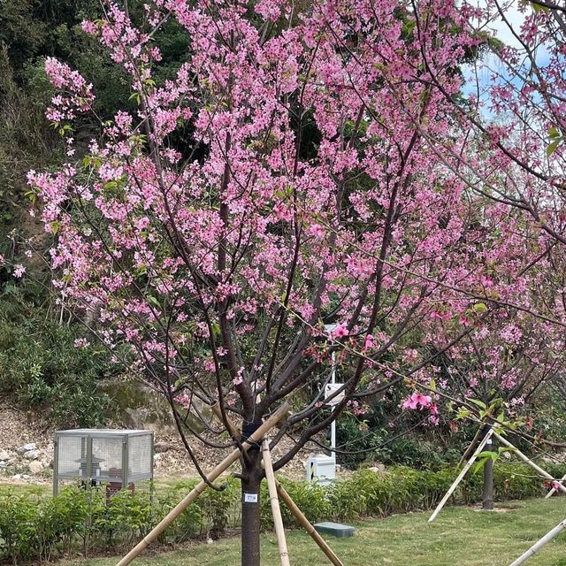情人節櫻花樹下浪漫🌹合照🫶🏻情人節必去