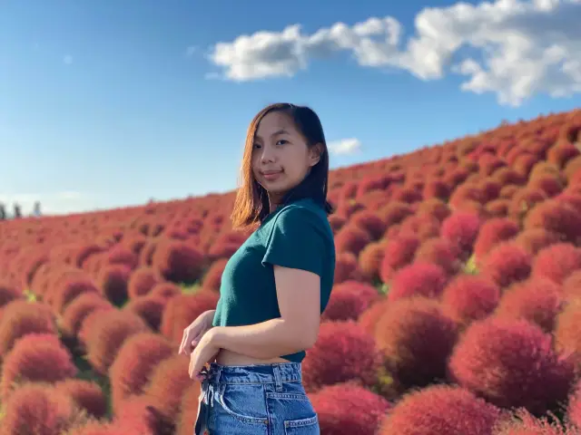 Kochia at Hitachi Seaside Park