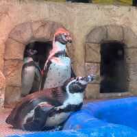 CP值超高的首爾COEX水族館