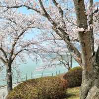 🌸 경주 벚꽃 시즌엔 "보문호수"🌸
