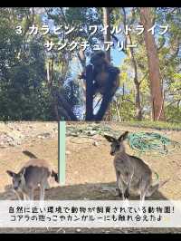 ゴールドコーストで行ってよかった観光スポット7選🇦🇺オーストラリア