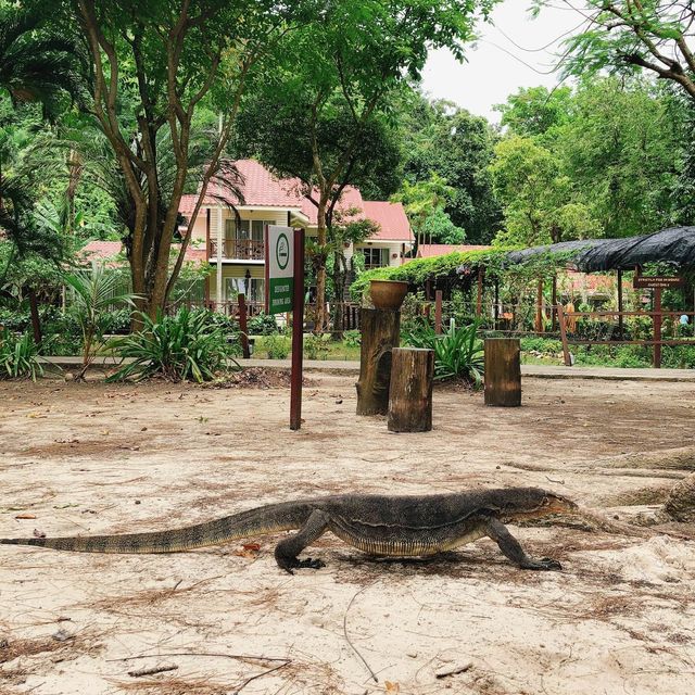 馬來西亞🇲🇾沙巴馬努干島🏝️島上野生動物🦎巨大蜥蜴🦎