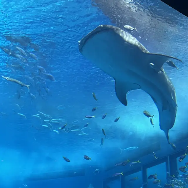 【沖縄】絶対に行きたい！美ら海水族館