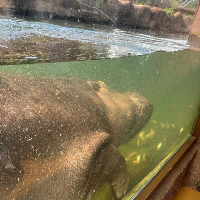 【臺北市立動物園】：樂學給合♡親子探索自然的夢幻之旅