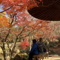 🍁超美涼亭與滿滿的もみじ楓葉|奈良公園