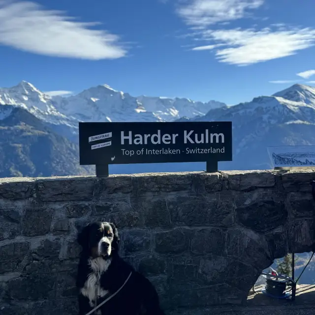 Harder Kulm: Summit Serenity and Spectacle