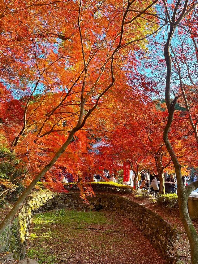 【福岡紅葉】有名な秋月城跡の紅葉🍁