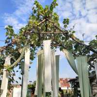 สวนดอกไม้เชียงใหม่ I Love Flower Farm