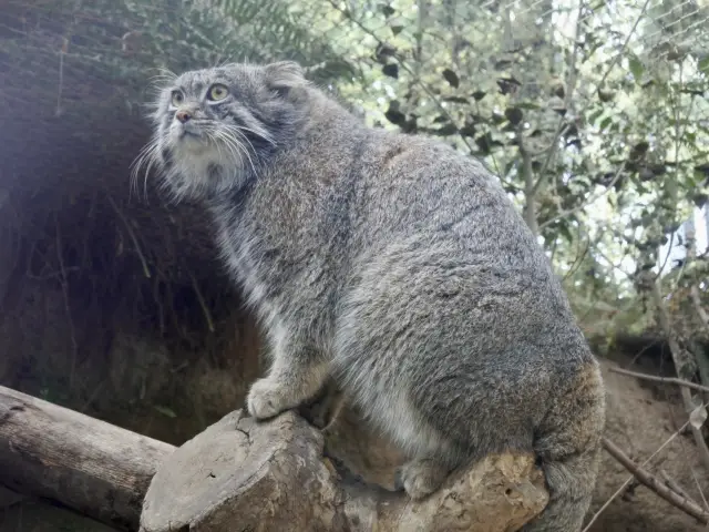 可愛い動物にたくさん会える神戸どうぶつ王国