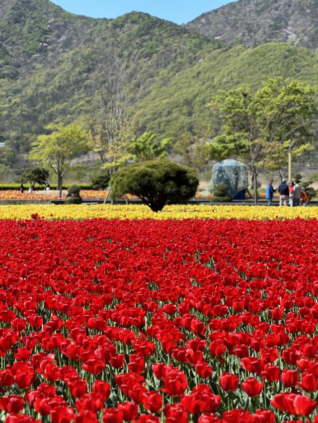 네덜란드 못지 않는 튤립 천국🌷