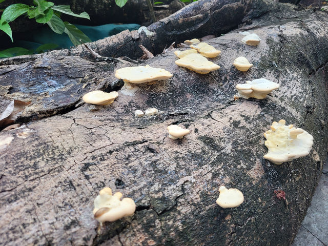 回憶兒時的味道 ~ 龍華乳鴿