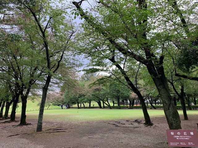 熊本　熊本観光　熊本の癒しスポット水前寺成趣園に行ってきた！