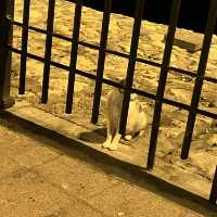 Cute Cats @ Jebel Hafeet Mountain