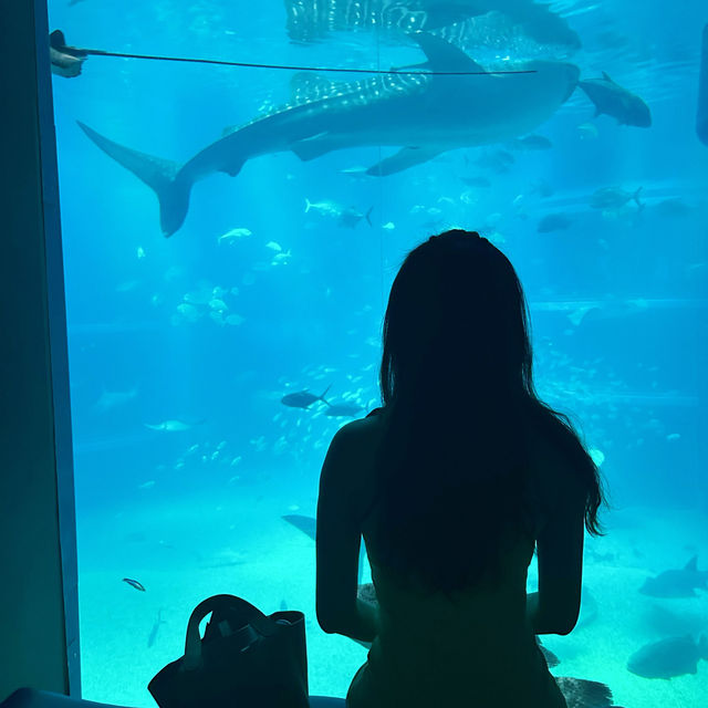 老少皆宜的海遊館🌊