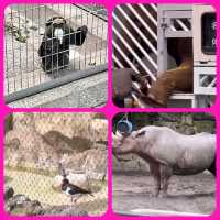 東京人氣動物園🐅🐘🐐🐼🐼