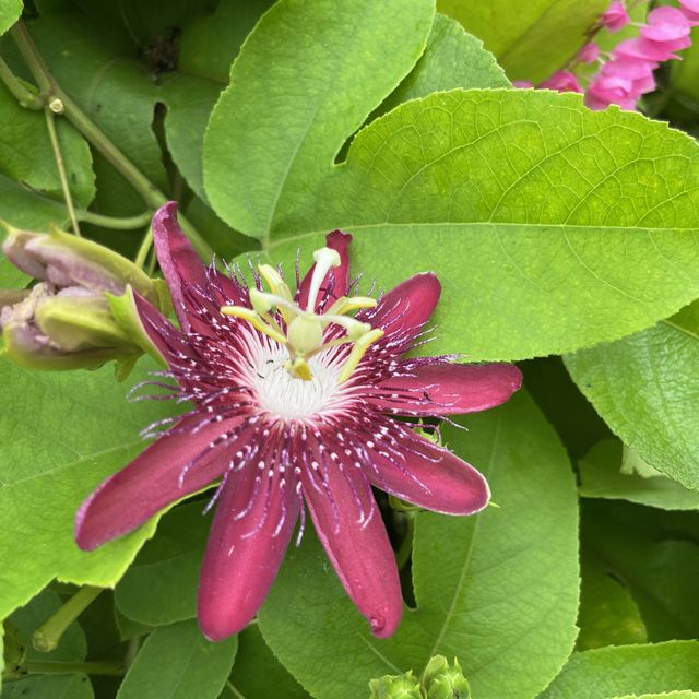 Angkor's Blooming Haven: Nature's Delight