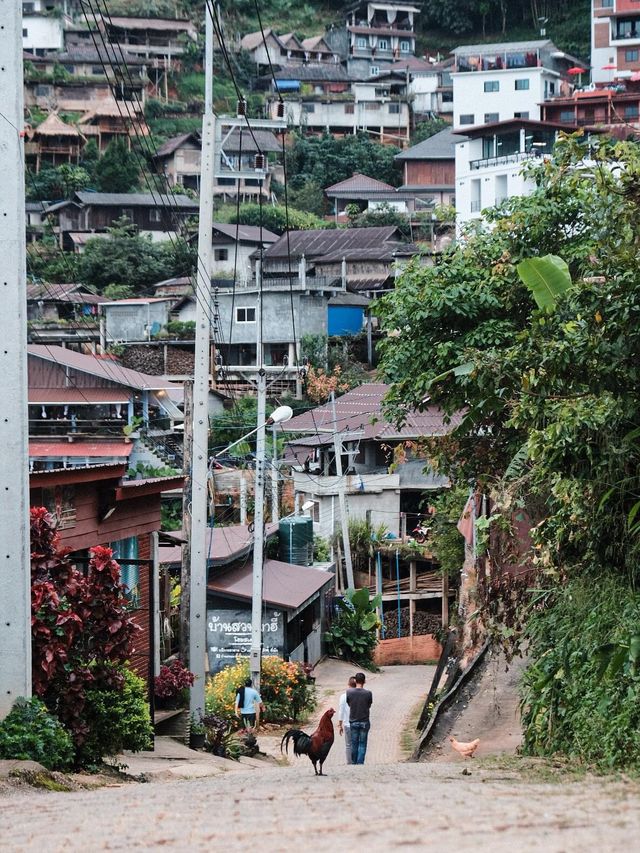 บ้านผาฮี้ อ.แม่สาย จ.เชียงราย 🏔🌳