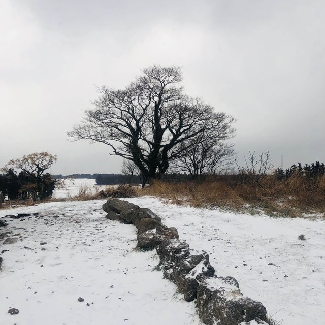 넓은 평원에 펼쳐진 설경❄️