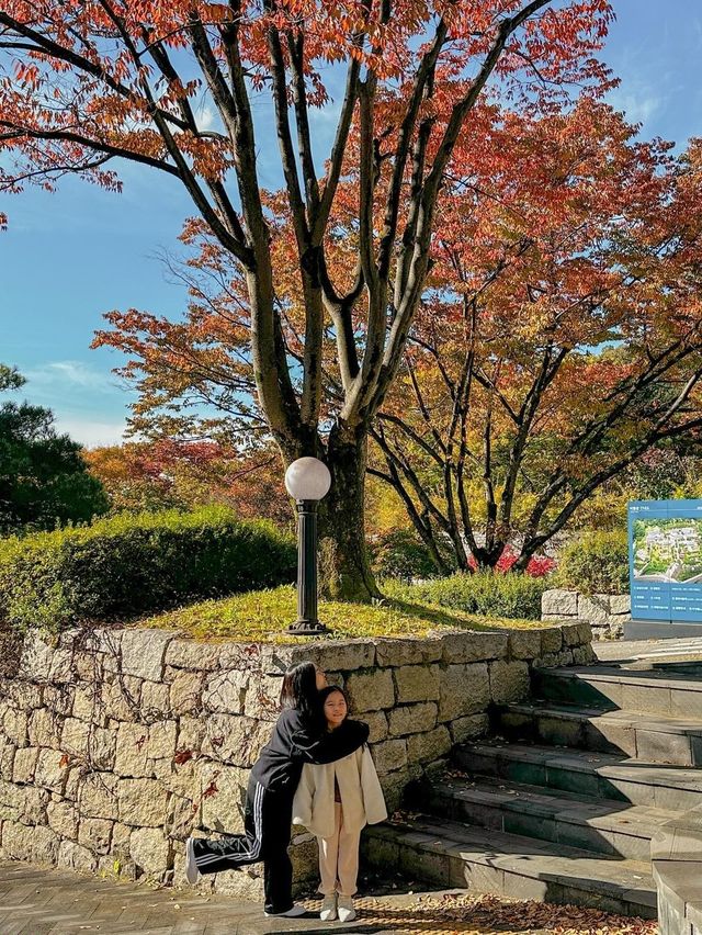 실시간 은행나무 물들어가는 청주💛