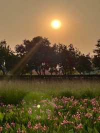 🌿🌺🌅 觀瀾河濕地公園～花海日落驚艷🌿🌺🌅