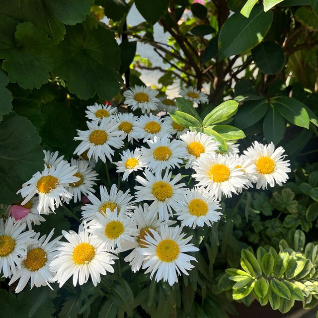 新加坡Flower dome：自然奇蹟的花園天堂