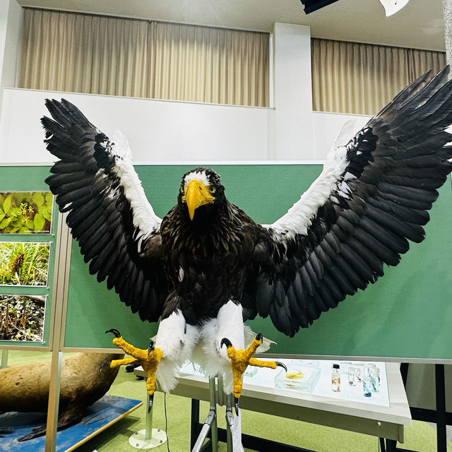 位在北海道北邊的枝幸町博物館