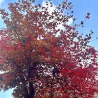 Free Park in Seoul during Autumn for 🍁🍂