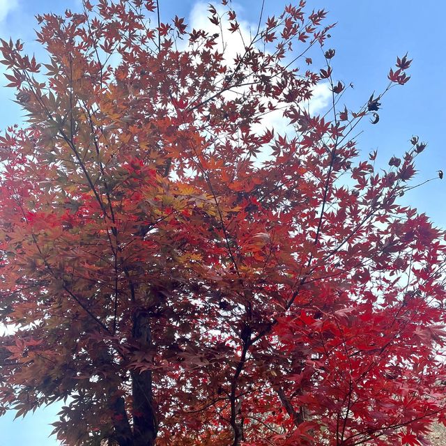 Free Park in Seoul during Autumn for 🍁🍂
