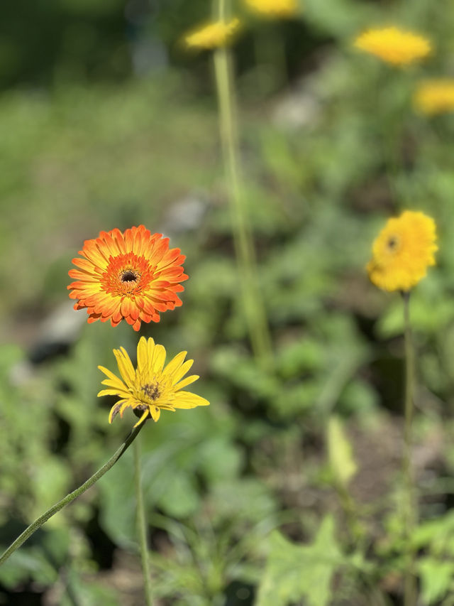 Jinju the orange farm chaingmai