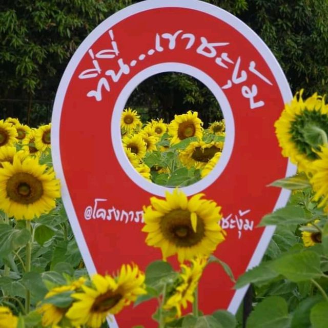 ดอกทานตะวันบานโครงการพระราชดำริ เขาชะงุ้ม ราชบุรี