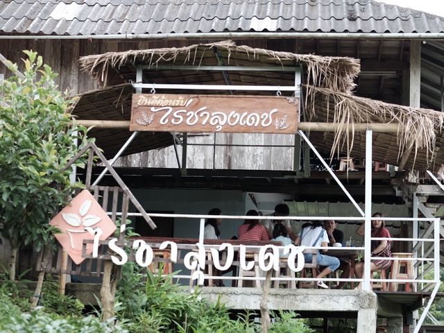 🌱ไร่ชาลุงเดช🌱อ.แม่แตง จ.เชียงใหม่